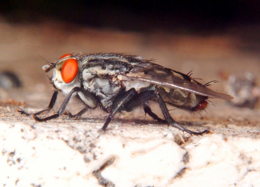 Miltogramma taeniata ?, Helicophagella sp.